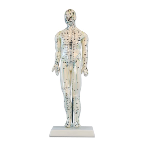 Modelo Anatómico de Cuerpo Humano Masculino 46 cm: 361 puntos de acupuntura y 80 puntos curiosos